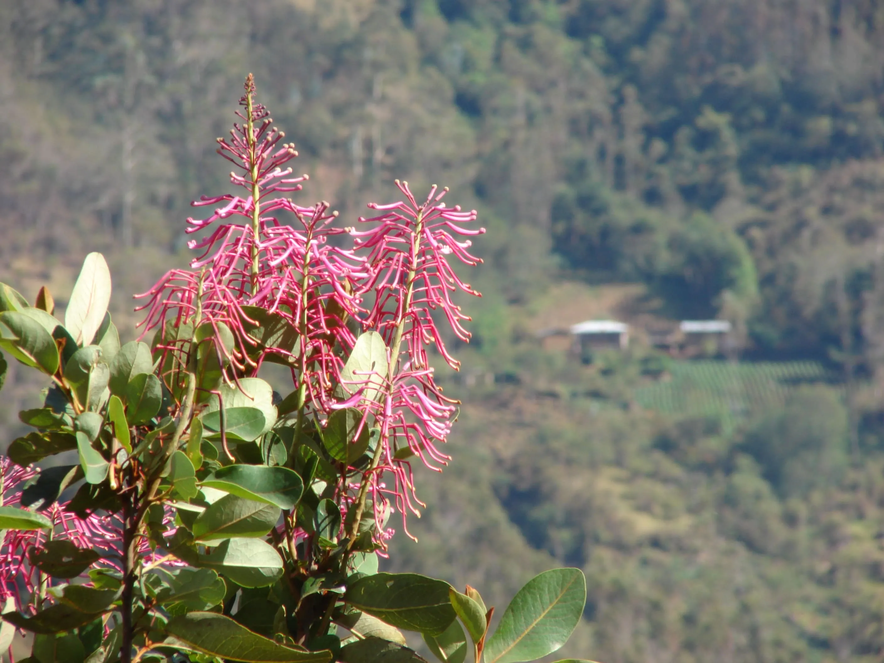 Vilcabamba 5 Días 5